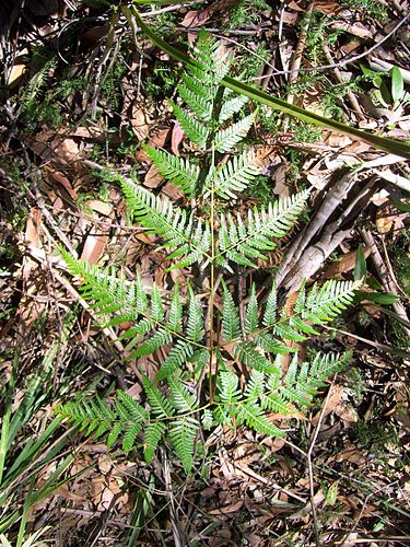 Pteridium esculentum